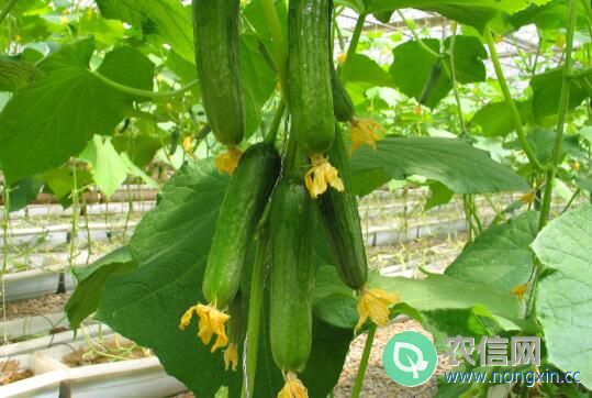 黄瓜磷肥不足的症状，黄瓜缺少磷肥的防治方法