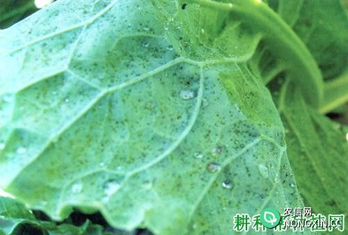 西兰花（青花菜）细菌性斑点病如何防治