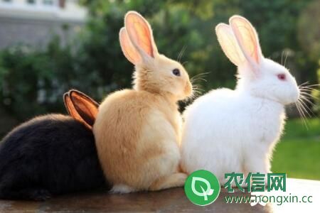 兔子肠道细菌感染引起的粪便异常的防治办法