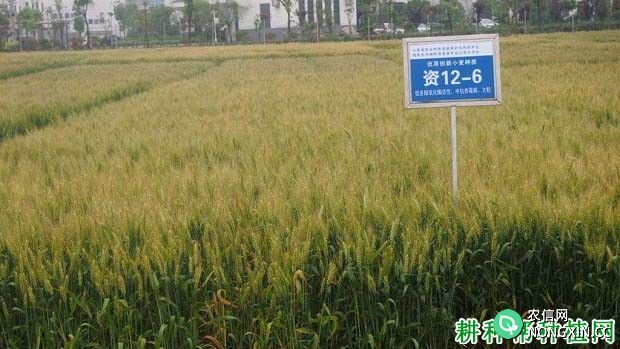 宁麦资126小麦品种好不好