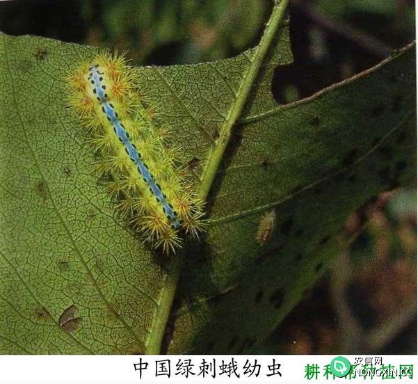 种植梨树如何防治中国绿刺蛾