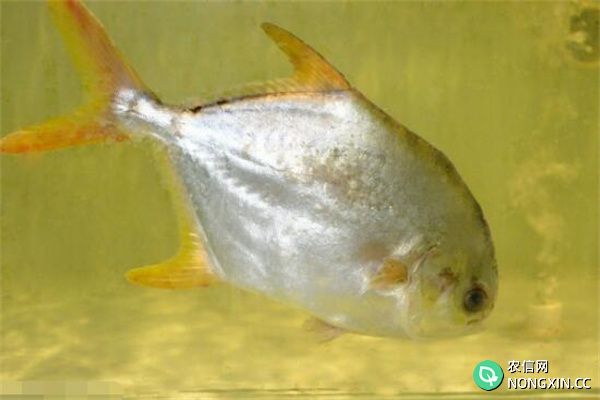 淡水鲳鱼对敌百虫等几种消毒药物的敏感性