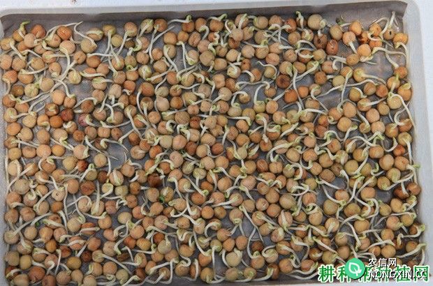 豌豆（荷兰豆）种子播种前如何处理