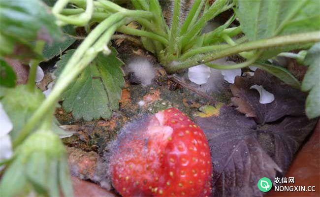 草莓断头病是什么原因