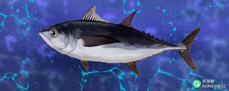 金枪鱼是淡水鱼还是海水鱼，能在淡水中活吗