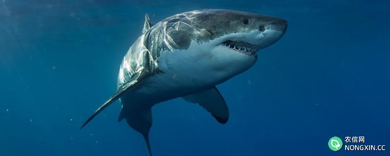 最大大白鲨有多大