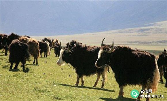 中国牦牛目前主要有哪些品种