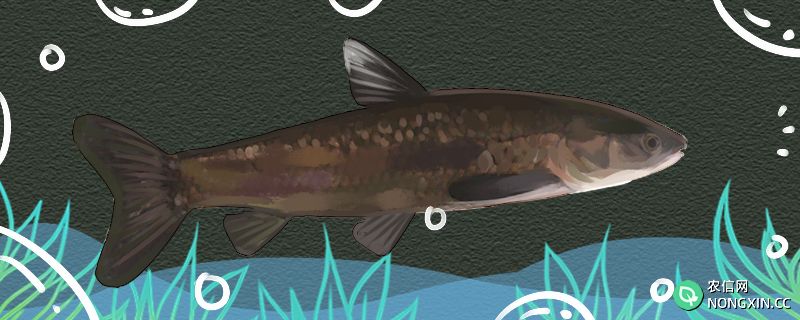 青鱼是海鱼吗，在淡水中能活吗