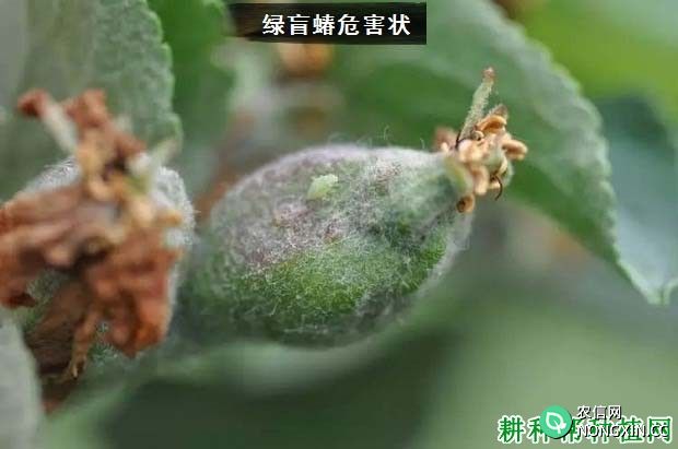 种植苹果如何防治绿盲蝽