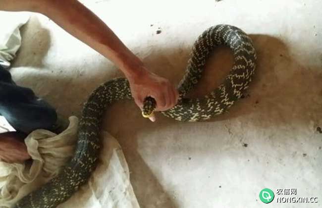 大王蛇有毒吗