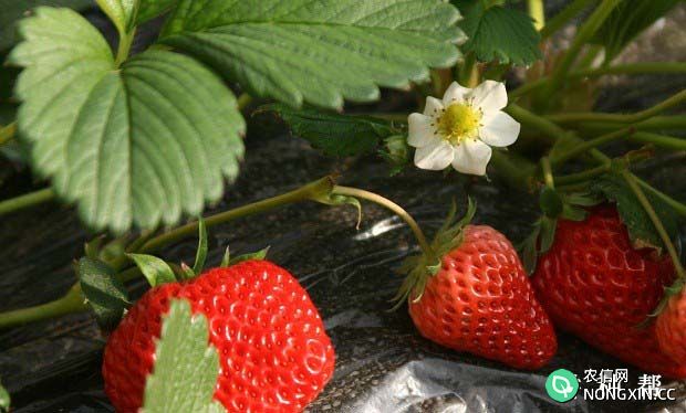 草莓种植如何浇水