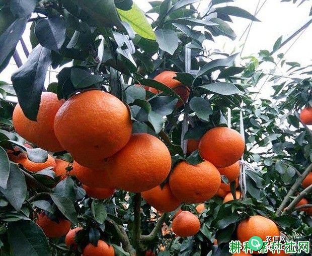 杂柑金瓜柑橘品种好不好