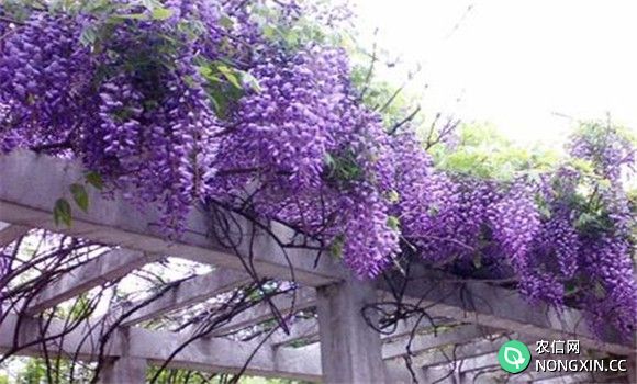 紫藤的种植方法