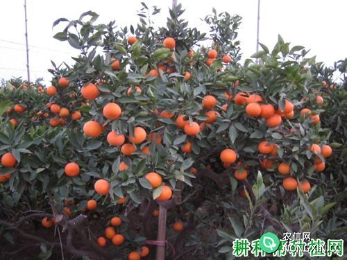 杂柑金瓜柑橘品种好不好