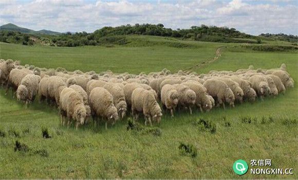 肉羊产业发展现状