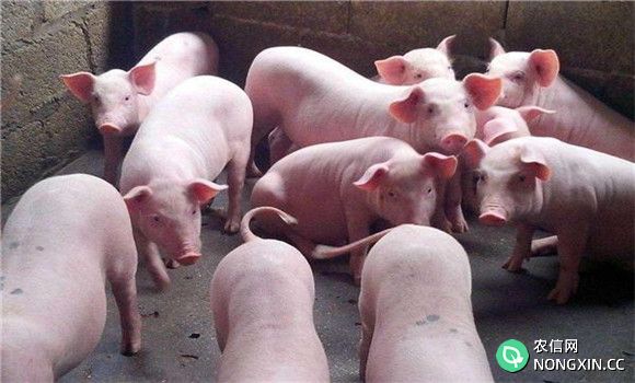 猪布氏杆菌病的防治方法