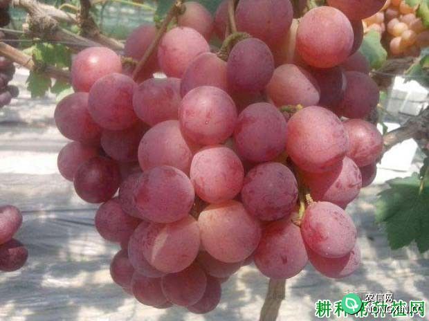 红地球葡萄的来源是哪里 我国主要在哪里种植