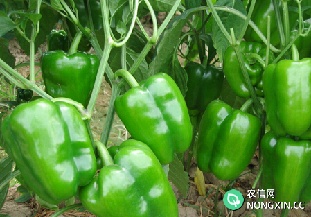 大棚青椒的管理与种植技术要点