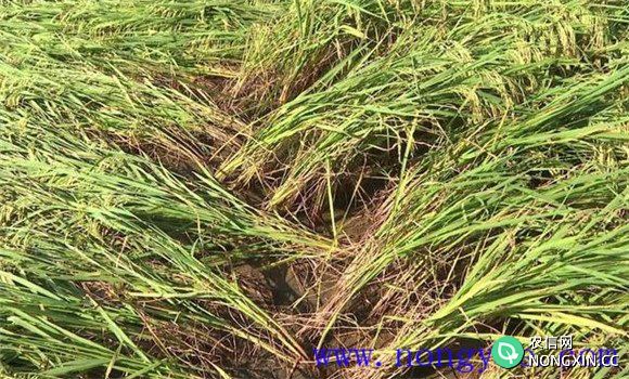 水稻倒伏的原因是什么