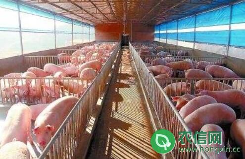 六大猪饲料类型与用量说明