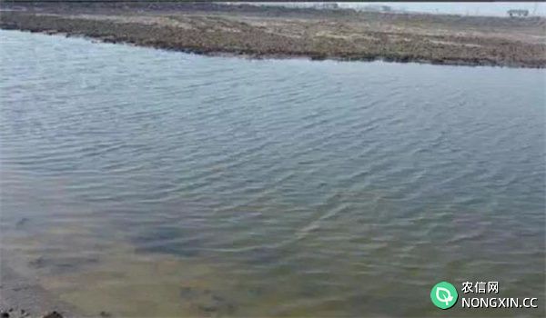 河蟹养殖对水质的要求
