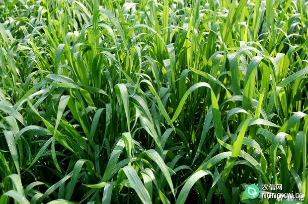 锰肥对小麦生长有什么影响