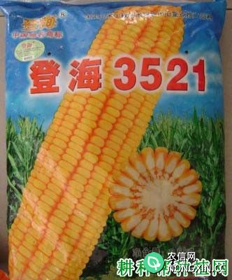 登海3521玉米品种好不好