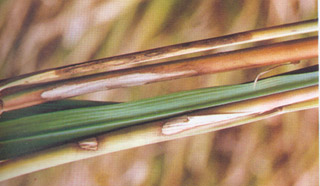 水稻纹枯病如何防治水稻纹枯病用什么药治疗效果最好