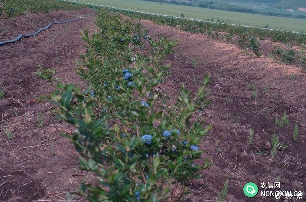 蓝莓种植需要哪些条件