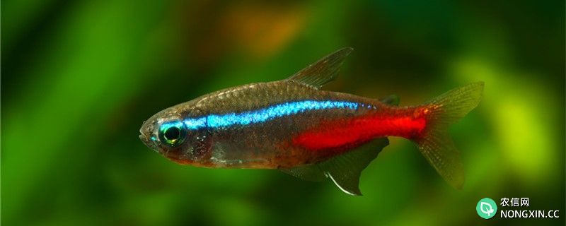 红绿灯鱼如何繁殖，多大可以生小鱼