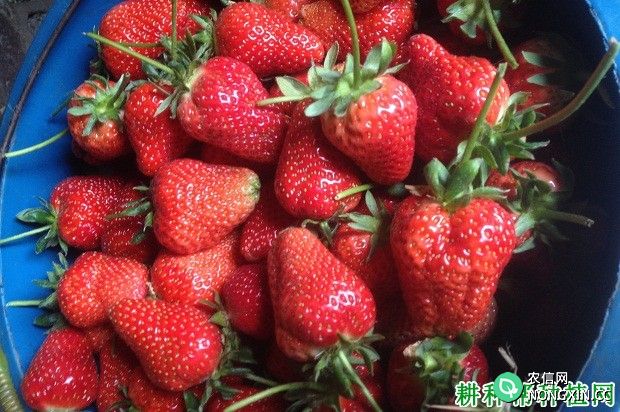 草莓可以保鲜贮藏多少天