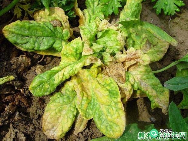 菠菜矮花叶病的症状 菠菜矮花叶病如何防治