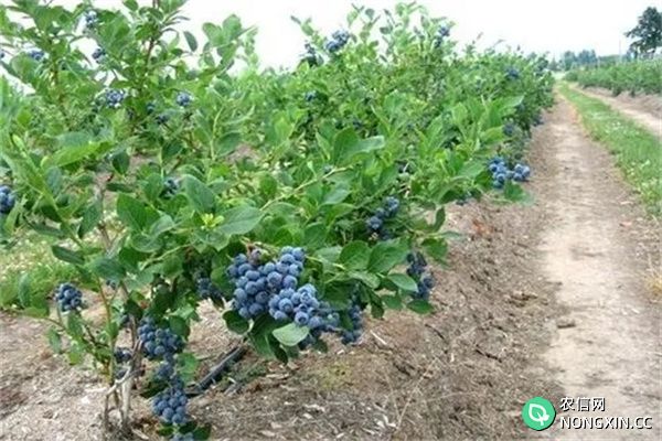 蓝莓适宜的土壤的PH值