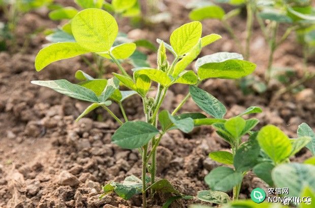 大豆幼苗的生长有什么要求