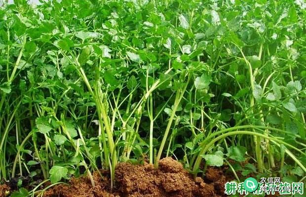 种植芹菜为什么要培土