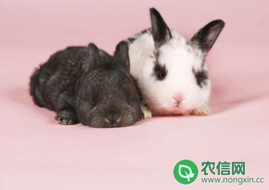 宠物兔能长多大，兔子年龄的鉴定方法