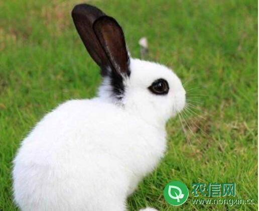 宠物兔能长多大，兔子年龄的鉴定方法