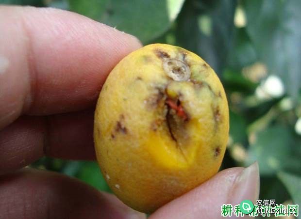 种植柚子树如何防治橘实雷瘿蚊 有什么特效药