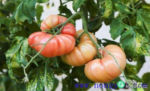 西红柿畸形果如何防治