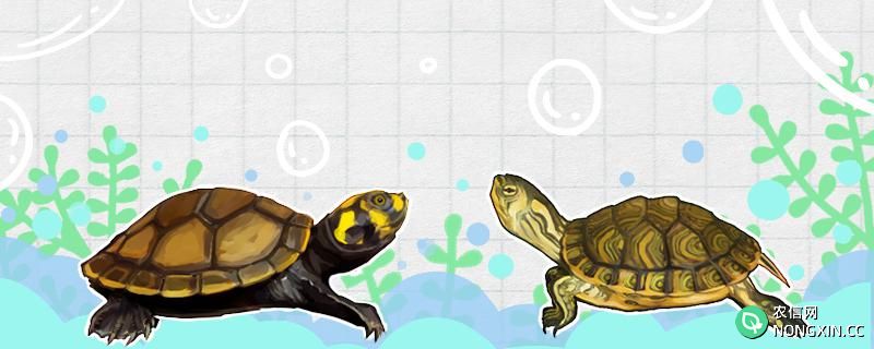 黄耳龟可以长多大，多大可以繁殖