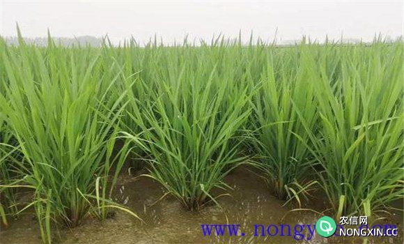 水稻分蘖期怎样进行田间管理