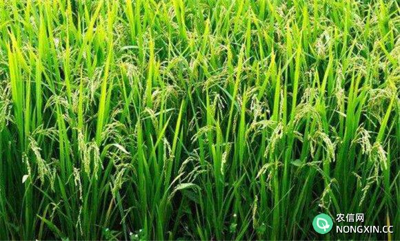 水稻扬花期一般在几月份