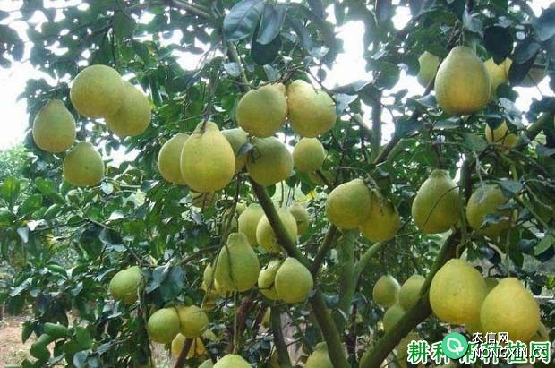 沙田柚结果树怎样施肥 沙田柚每年要施几次肥