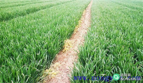 小麦化学除草方法