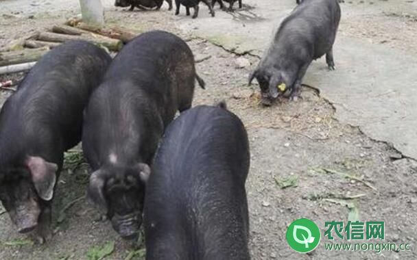 赣东黑猪品种简介，品种优良，却濒临绝迹(图3)