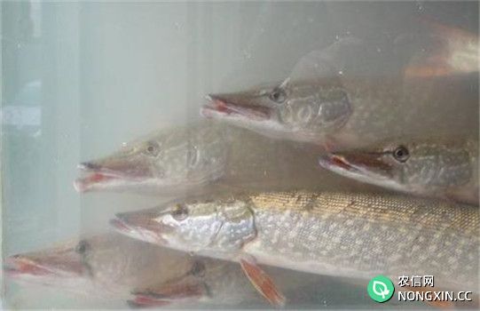 白斑狗鱼养殖管理