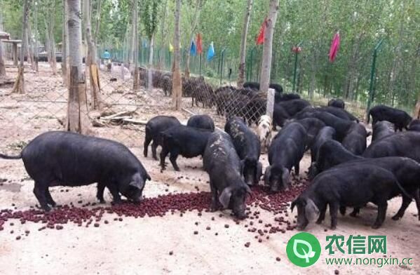 徒河黑猪品种简介，历史悠久的济阳特产黑猪