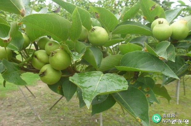 氮肥对苹果树有什么作用