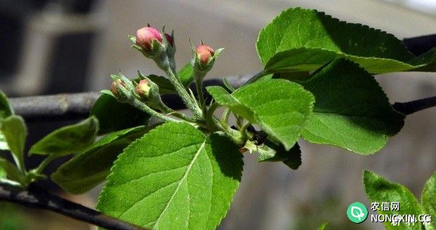 氮肥对苹果树有什么作用