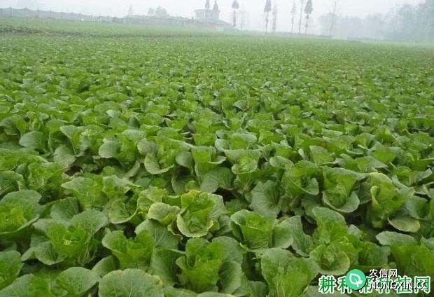 种植大白菜喷施什么农药可以提高产量